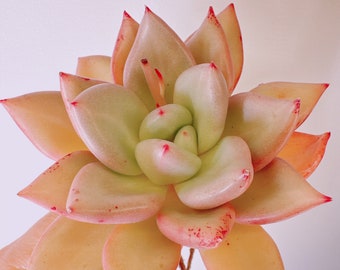 Echeveria ‘Ivory beauty’ | rare succulent live plant |