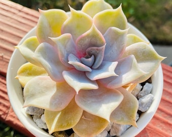 FREE Shipping |Echeveria lilacina | rare succulent live plant