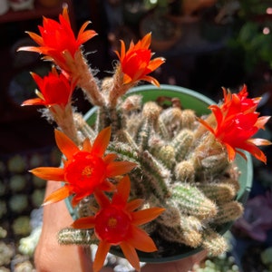 May include: A potted cactus with vibrant orange flowers. The cactus has multiple green stems covered in small spines. The flowers are star-shaped with a bright orange hue and a yellow center. The pot is a light green color.