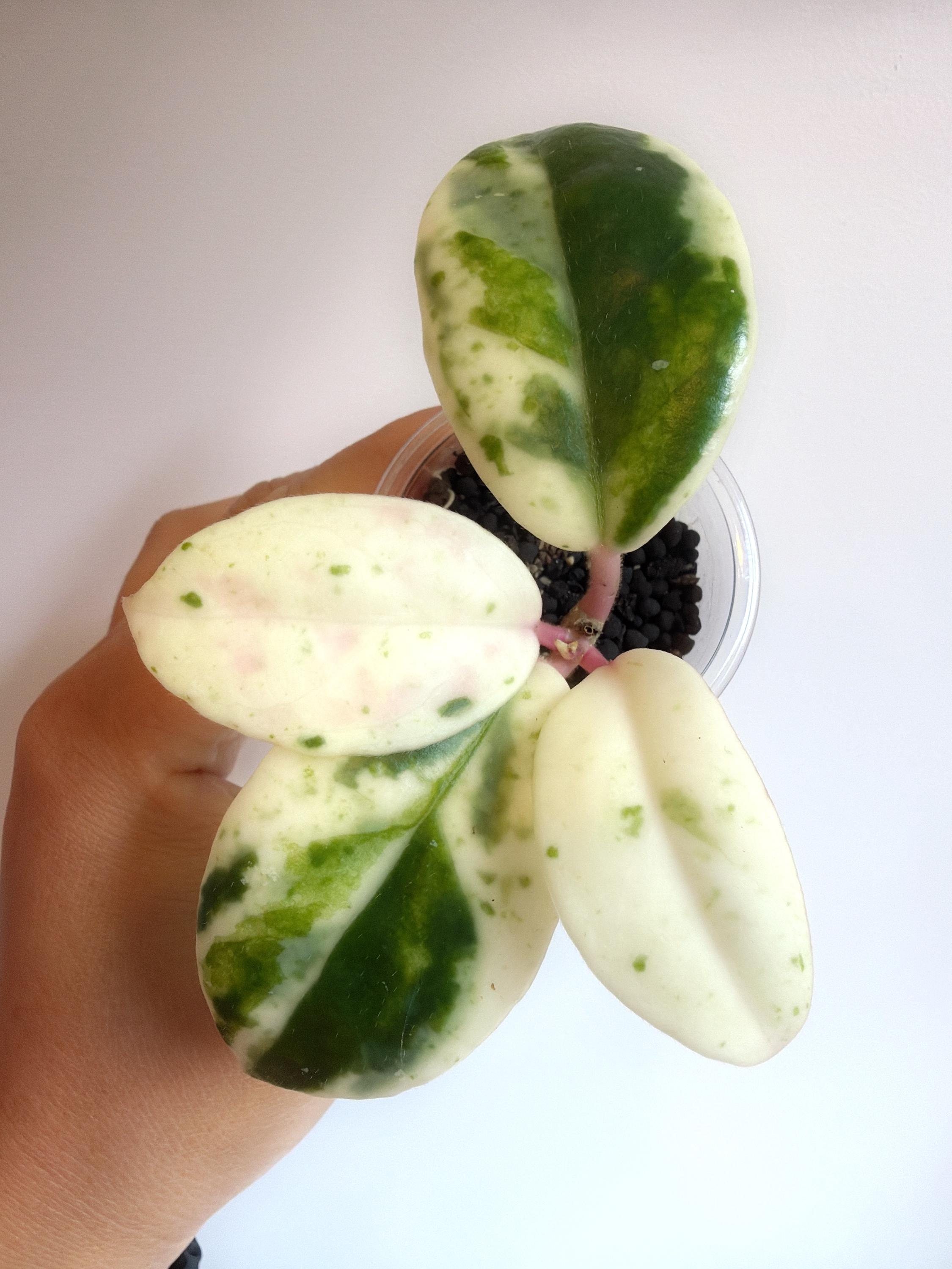 Hoya Carnosa Madara Snow Angel - Etsy