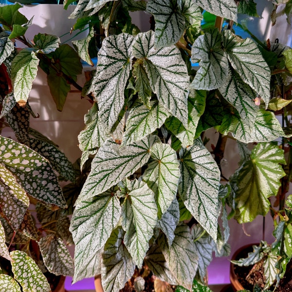 Angel wing Begonia ‘Don Miller’ aka Frosty | live indoor house plant