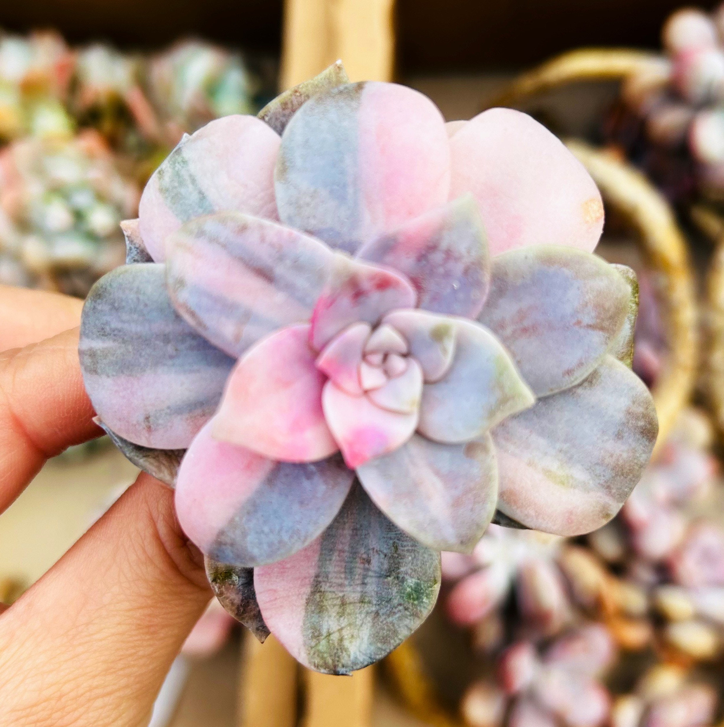 Graptopetalum Superbum Variegated | Rare Succulent Live Plant - Etsy India