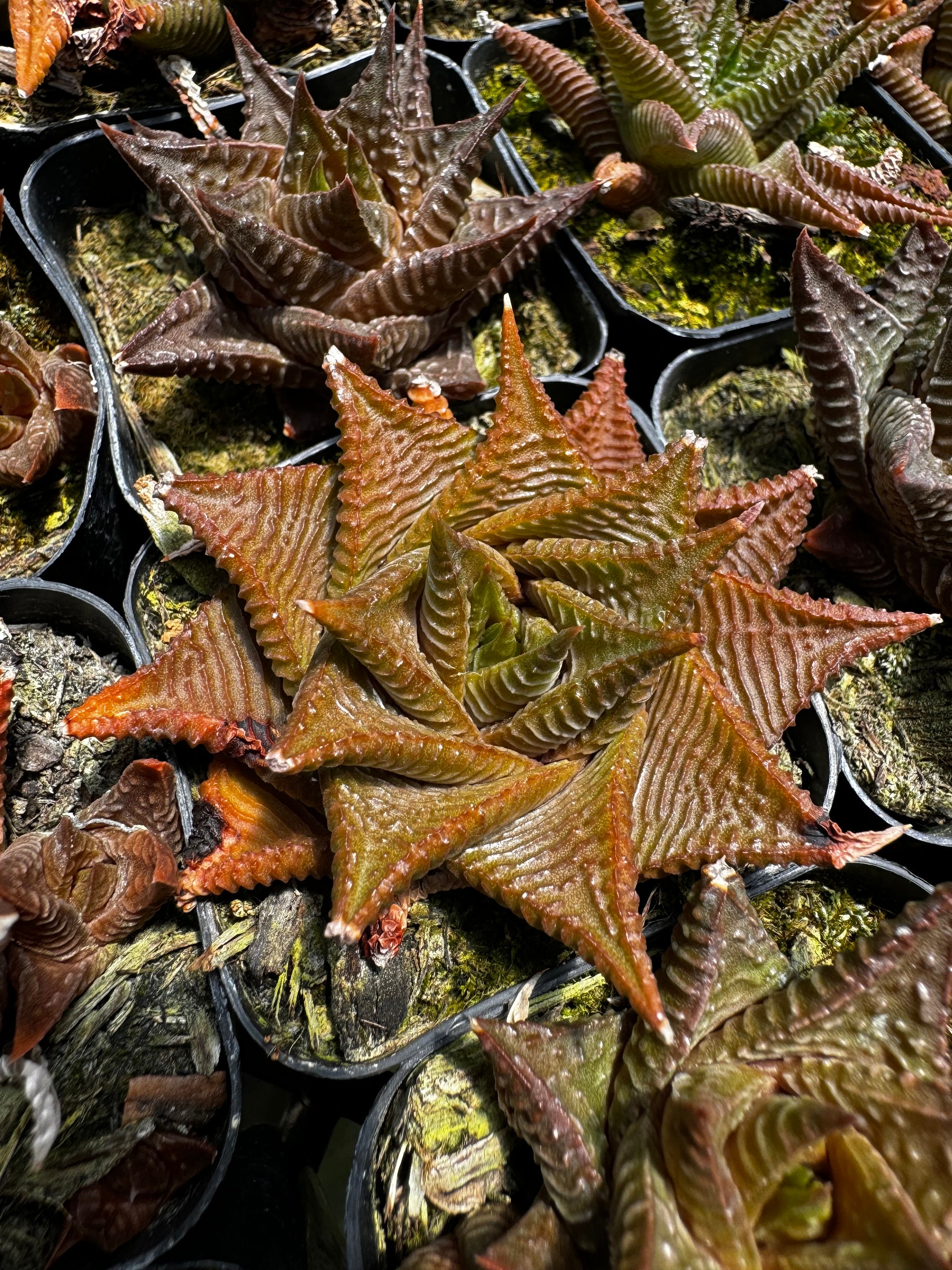 Free Shipping | Haworthia Limifolia 'zim Twister' | Rare Succulent