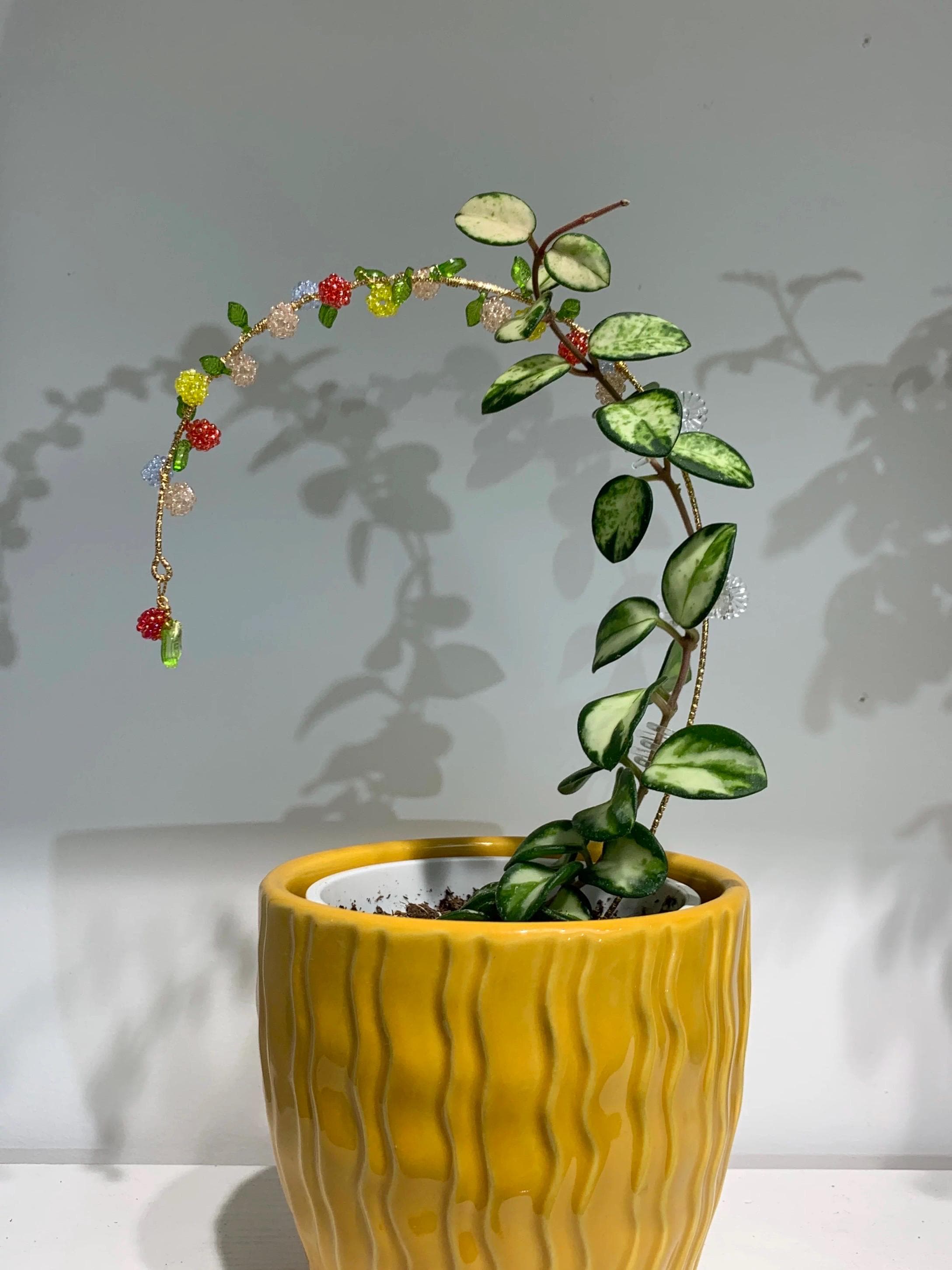 dracena reflexa XL Dracaena Reflexa Song of India – Happy Houseplants main image 1