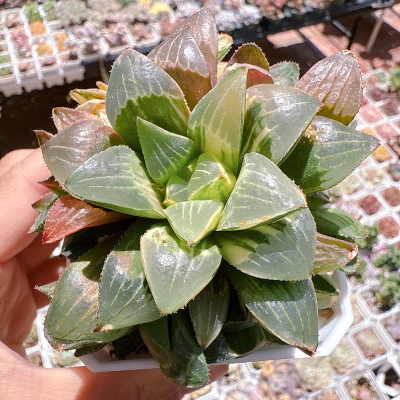 lilpotpot Haworthia retusa - Thumbnail 3