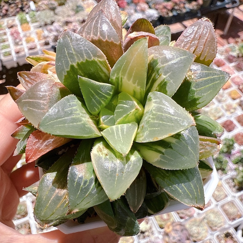lilpotpot Haworthia retusa - Thumbnail 2