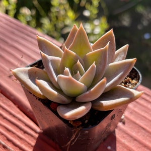FREE Shipping |Echeveria silver queen | rare succulent live plant
