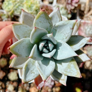 Echeveria Mexican giant | rare succulent live plant | 墨西哥巨人