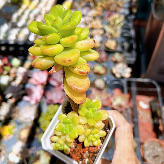FREE Shipping |sedeveria Shangri-la Cluster Tree | Rare Succulent Live Plant  - Etsy