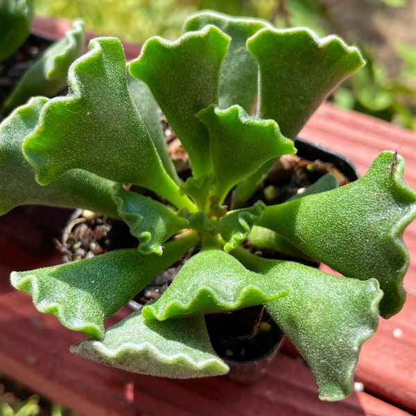 Adromischus cristatus | rare succulent live plant