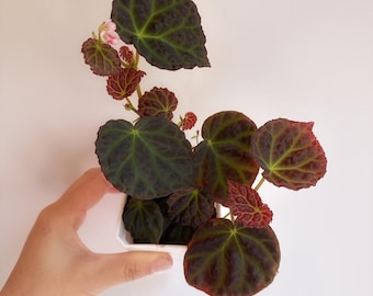 Begonia dracopelta x Begonia sp. Sarawak hybrid | live indoor house plant