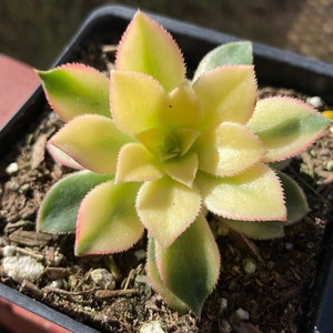 FREE Shipping |Aeonium ‘kiwi’ | rare succulent live plant