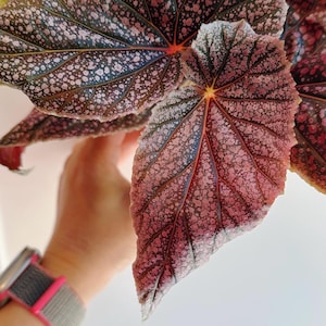 Angel wing Begonia ‘Maurice Abbey’ | live indoor house plant