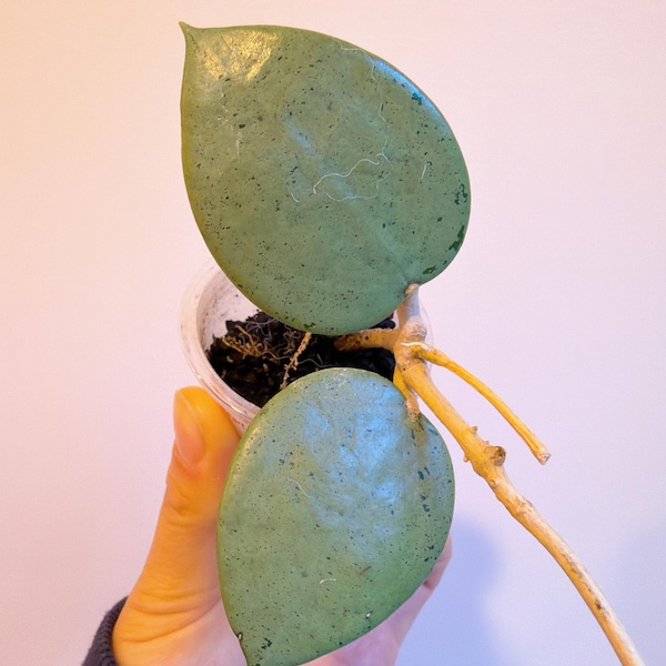 Hoya verticillata silver heart | fully rooted | rare aroid indoor plant
