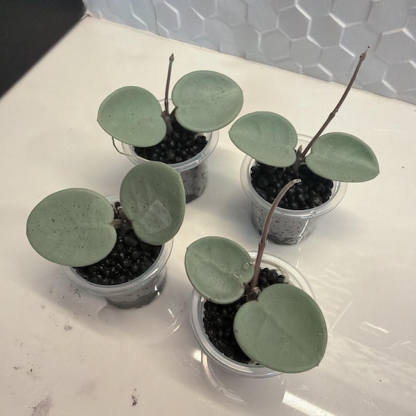Hoya matilde silver grey fairy | fully rooted | rare aroid indoor plant