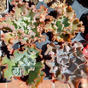 May include: A close-up view of several succulent plants with ruffled, colorful leaves. The leaves display shades of green, orange, and pink, with a textured, wavy edge. The plants are in small pots, showcasing their unique shapes and colors.