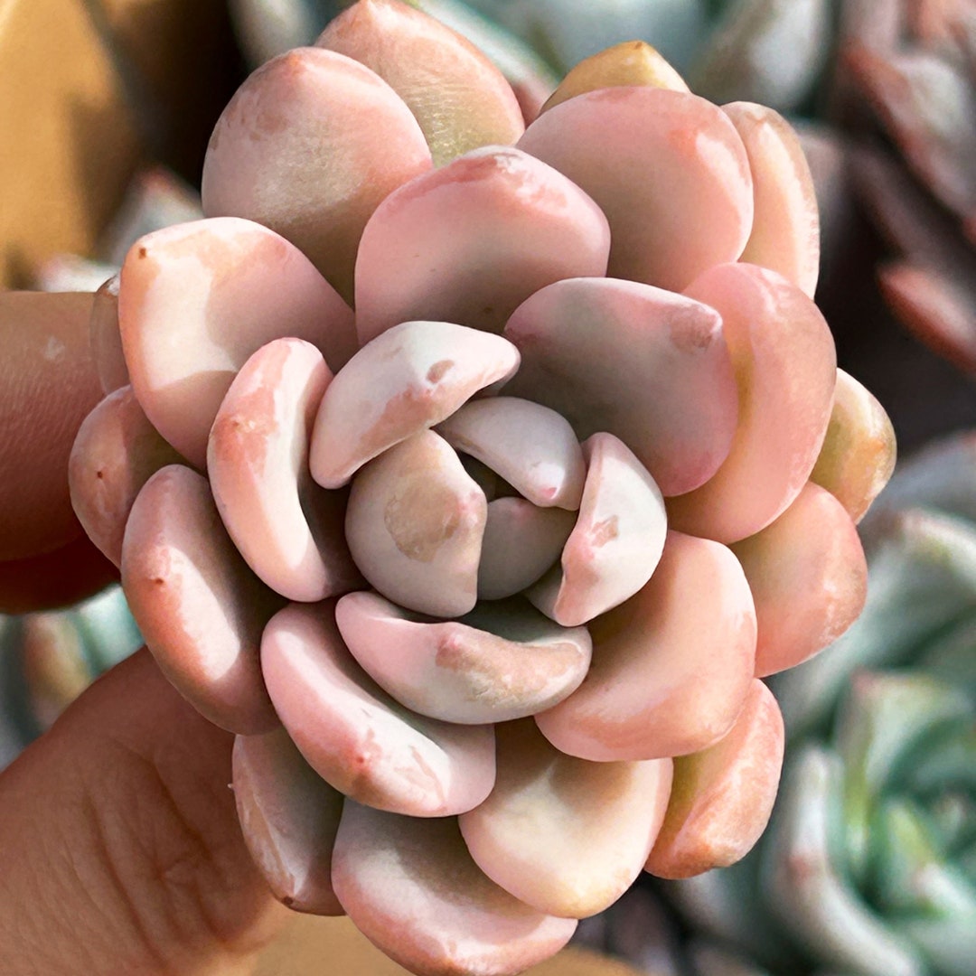 Echeveria Powdery Puff Variegated Simonoasa Rare Succulent Etsy