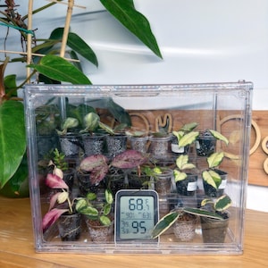 Könnte beinhalten: Ein klares, rechteckiges Terrarium mit kleinen Topfpflanzen. Ein digitales Thermometer zeigt Temperatur- und Feuchtigkeitswerte an. Die Pflanzen haben grüne, rosa und panaschierte Blätter. Das Terrarium steht auf einer Holzoberfläche.