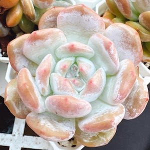 FREE Shipping |Echeveria orange Monroe | rare succulent live plant
