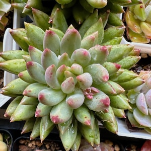 FREE Shipping |Echeveria blush | rare succulent live plant