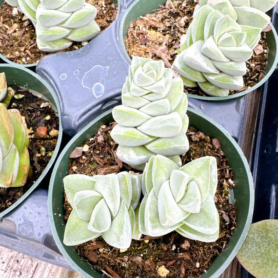 FREE Shipping | Crassula Moonglow | Rare Succulent Live Plant - Etsy