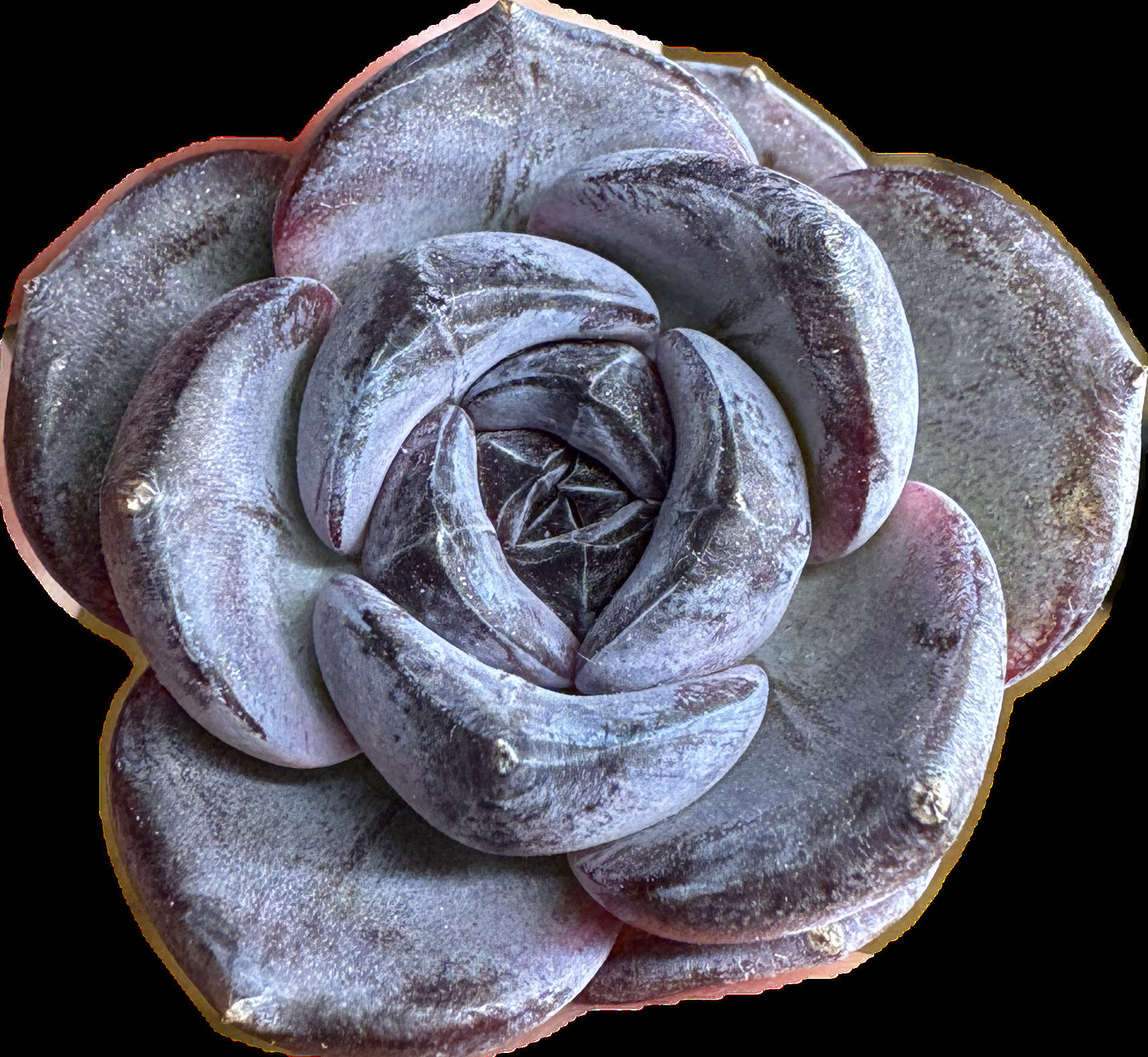 echeveria クラシックフレンチトラウザー ブラック FREE Shipping |echeveria Black Monroe | NEW HYBRID | Rare
