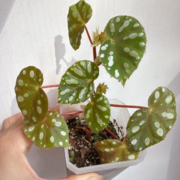 Begonia jiuwhoei | live indoor house plant