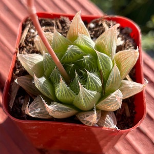 Haworthia cooperi | rare succulent live plant