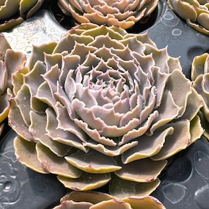 May include: Close-up of a succulent plant with layered, petal-like leaves. The plant features a rosette shape with a mix of green, brown, and pinkish-purple hues. The leaves have a textured, ruffled appearance. The plant is in a dark container.