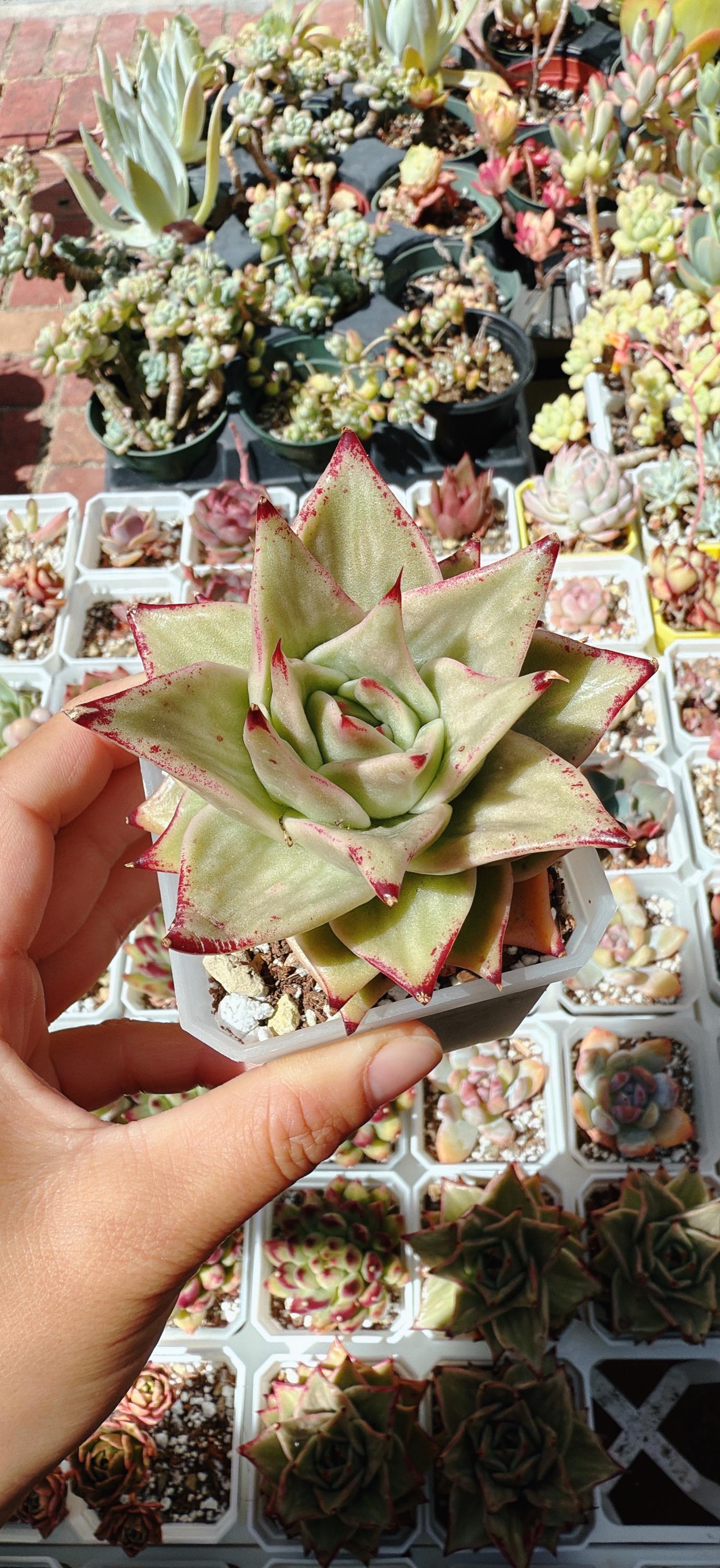 FREE Shipping |Echeveria star variegated | rare succulent live plant