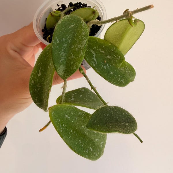 Hoya thomsonii splash pink | fully rooted | rare aroid indoor plant