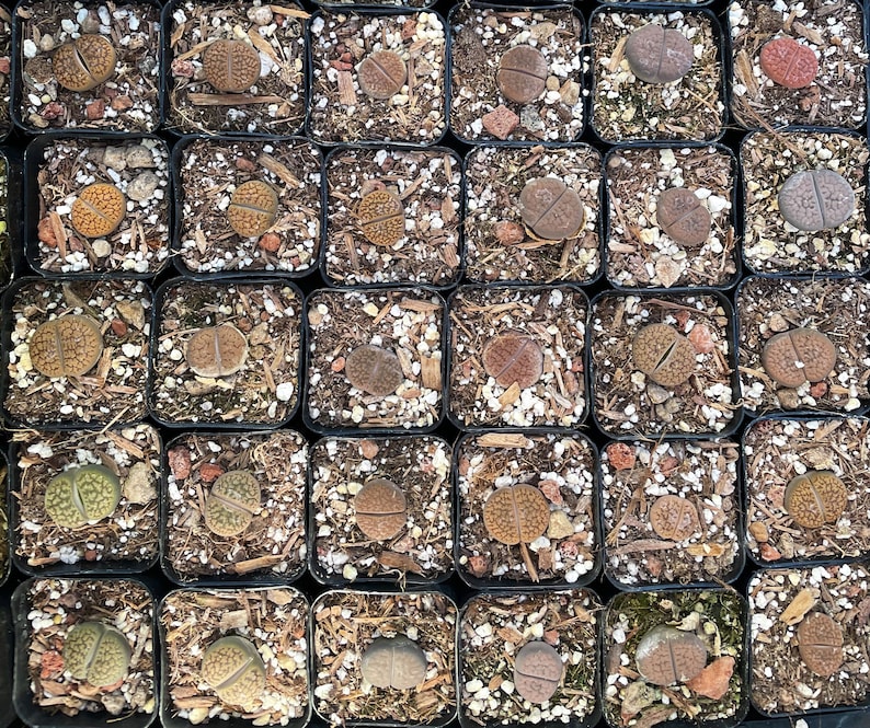 Lithops aucampiae rock flower mountain rock stone rare succulent live plant image 8