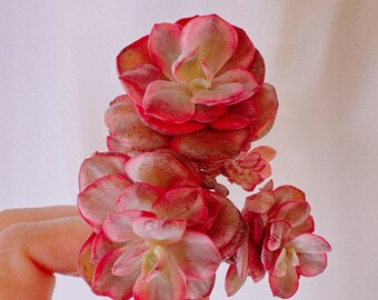 Echeveria suyon variegated | rare succulent live plant