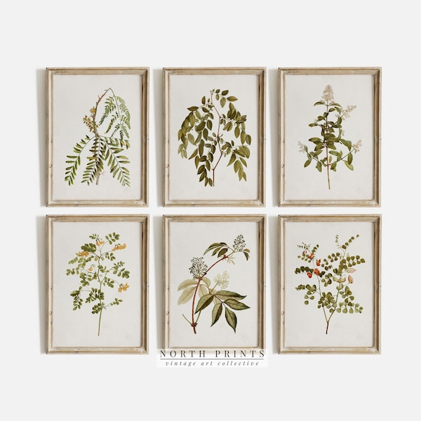 Vintage Neutral Botanical Gallery Wall Print SET of Six | Farmhouse Country Prints | North Prints Digital PRINTABLE | S6-17