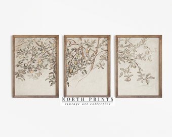 Vintage Gallery Wall SET of Three | Apple Tree Sketch Art | Neutral Triptych Split Panel PRINTABLE Digital | North Prints | S3-25