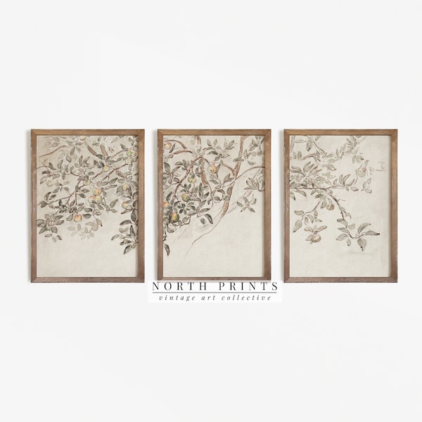Vintage Galeriewand SET von drei | Apfelbaum Skizze Kunst | Neutral Triptychon Split Panel DRUCKBAR Digital | Nordische Prints | S3-25