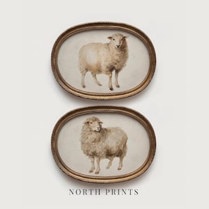 May include: Two framed oval prints featuring watercolor paintings of sheep. The sheep are depicted in shades of beige and brown, set against a neutral background. The frames are gold-toned with ornate detailing. The text "NORTH PRINTS" is at the bottom.