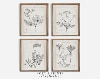 Vintage Botanical Sketch Set of Four Gallery Wall Prints | Neutral Floral Drawings Art | North Pints DIGITAL PRINTABLE | S4-21