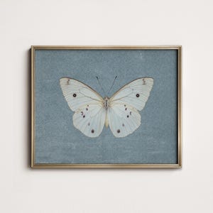 May include: A framed print of a white butterfly with black markings on a blue background.