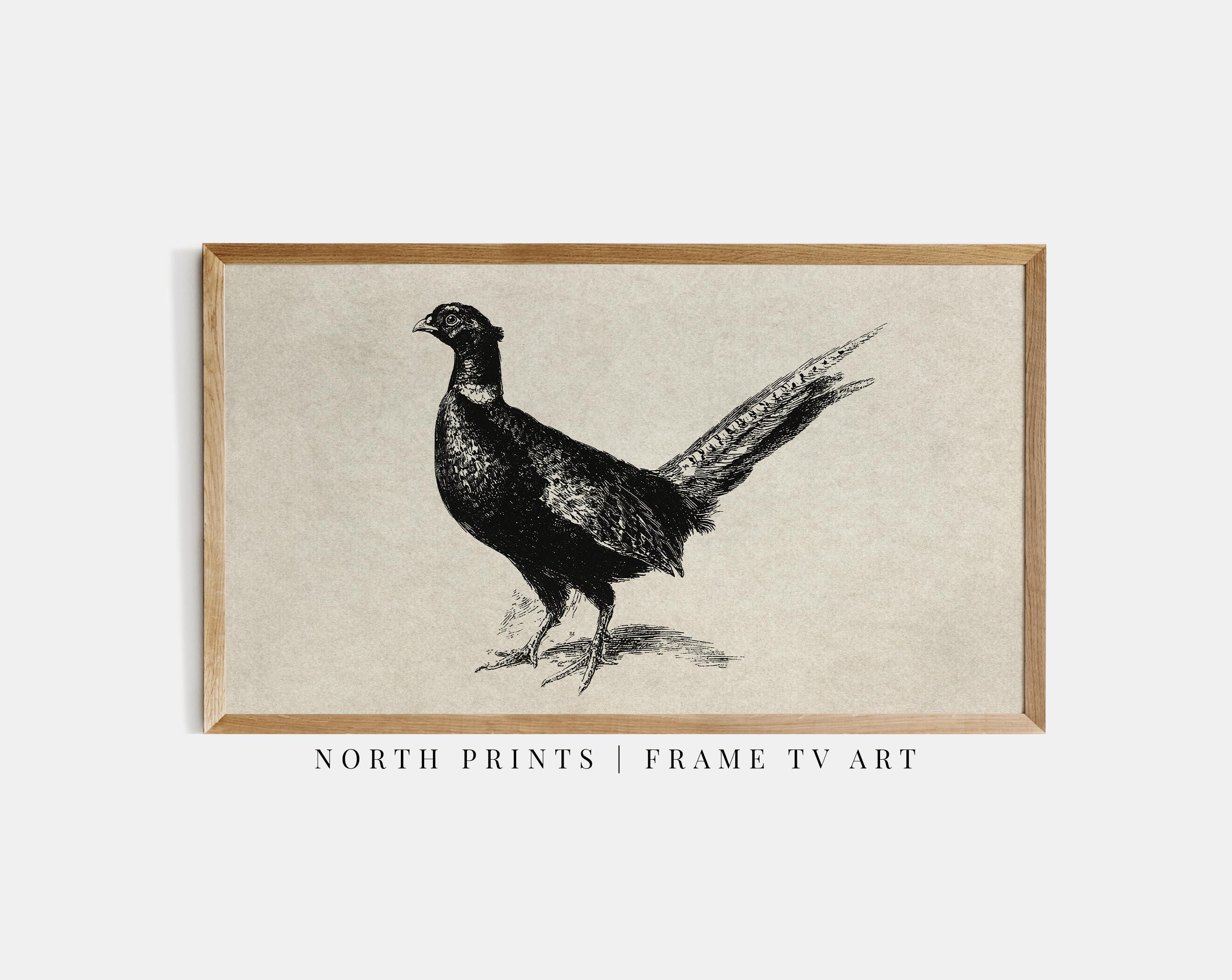 Vintage Pheasant Frame TV Art, Rustic Fall Wildlife Bird, Autumn Country Hunting Decor (Digital Download) TV2-77
