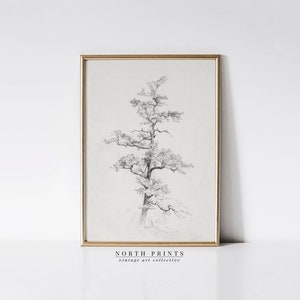 Peut inclure: Dessin au trait noir et blanc d'un grand pin avec des branches qui s'étendent vers le haut et vers l'extérieur. Le dessin est encadré dans un cadre doré et porte le texte "NORTH PRINTS vintage art collective" en bas.