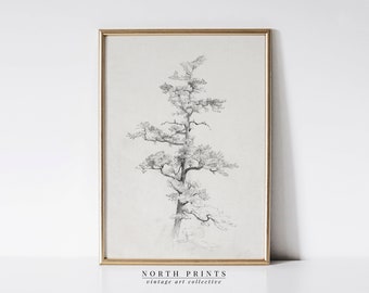 Neutral Antique Pine Tree Drawing | Vintage Sketch Art | Soft Decor PRINTABLE Art Download | 196