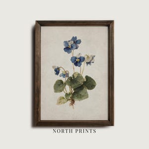 K&ouml;nnte beinhalten: Ein gerahmter botanischer Druck mit einer Aquarellillustration von blauen und wei&szlig;en Veilchen mit gr&uuml;nen Bl&auml;ttern. Das Kunstwerk ist vor einem neutralen Hintergrund platziert und in dunklem Holz gerahmt. Der Text "NORTH PRINTS" befindet sich unten.