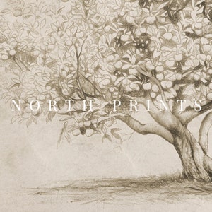Op de afbeelding: Een zwart-witte potloodtekening van een grote boom met veel takken en bladeren. De boom zit vol met fruit en de stam is dik en knobbelig. De tekening is op een getextureerde papierachtergrond. De tekst "NORTH PRINTS" staat onderaan de afbeelding.