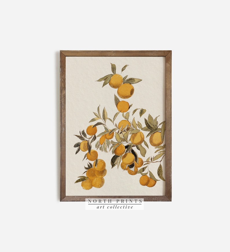Peut inclure: Une impression encadr&eacute;e d'une illustration botanique vintage d'une branche d'arbre d'agrumes avec des oranges jaunes. L'impression a un fond blanc et est encadr&eacute;e dans un cadre en bois brun clair. Le texte "NORTH PRINTS art collective" est en bas de l'impression.