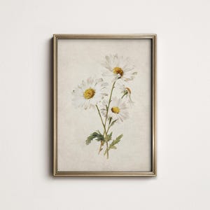 Op de afbeelding: Een ingelijste botanische prent met een aquarelillustratie van witte madeliefjes met gele centra en groene stelen. Het kunstwerk staat tegen een beige achtergrond en is ingelijst in een goudkleurige lijst.