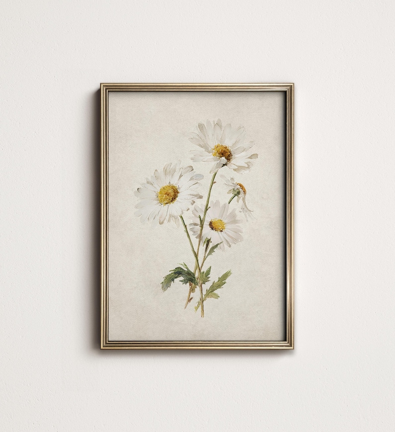 Op de afbeelding: Een ingelijste botanische prent met een aquarelillustratie van witte madeliefjes met gele centra en groene stelen. Het kunstwerk staat tegen een beige achtergrond en is ingelijst in een goudkleurige lijst.