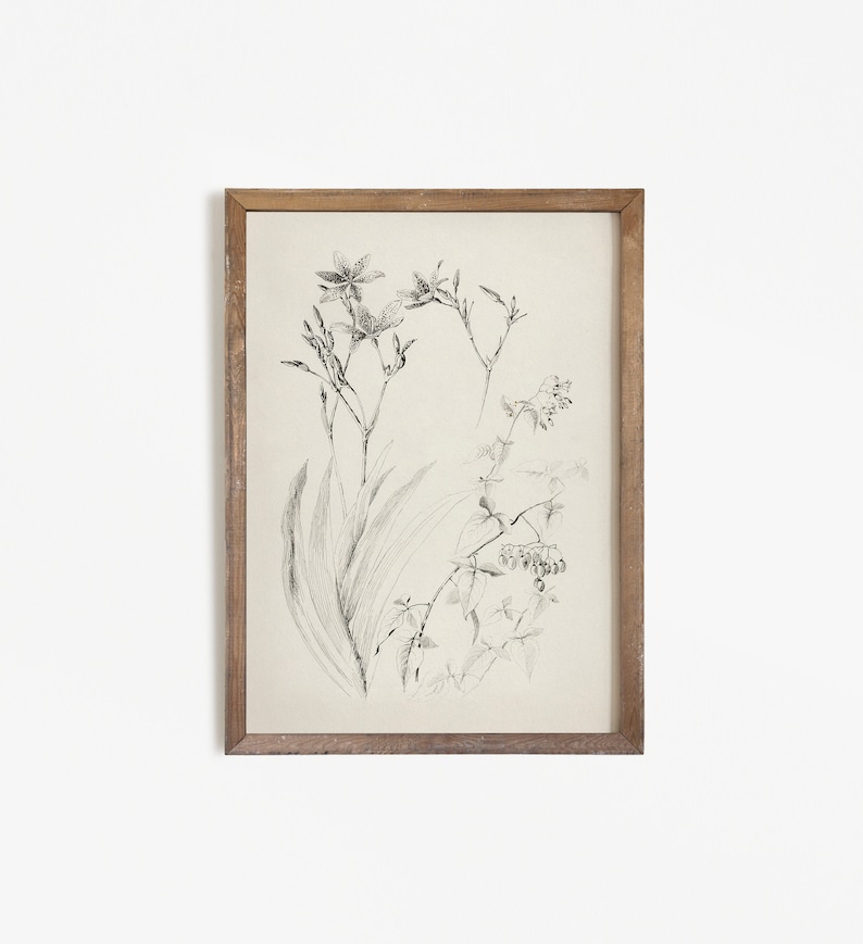 K&ouml;nnte beinhalten: Eine gerahmte Schwarzwei&szlig;-Botanische Illustration einer Blume mit Bl&auml;ttern und Beeren.