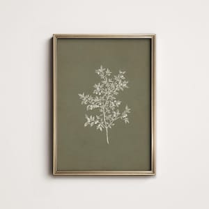 Peut inclure: Impression botanique encadrée, représentant une branche fleurie blanche sur fond vert olive. L'œuvre est encadrée dans un cadre doré, créant une esthétique classique et élégante. L'impression est adaptée à la décoration intérieure.