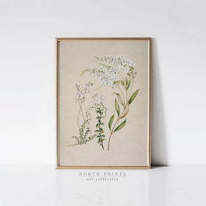 Vintage Botanical Print: French Country Flower Wall Decor (Printable Digital Art) 6-24
